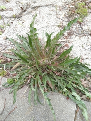Picris hieracioides