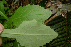 Senecio rufiglandulosus