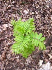 Sorbus aucuparia