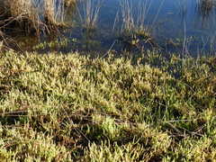 Salicornia tegetaria
