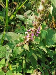 Lamiaceae