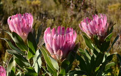 Protea compacta