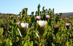 Protea compacta