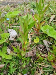 Chamaenerion angustifolium