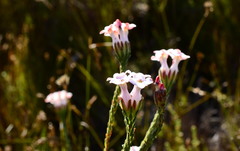 Erica ampullacea