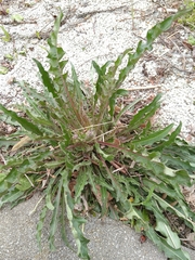 Picris hieracioides