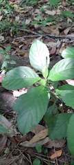 Angiospermae