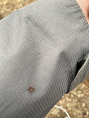 Dermacentor nuttalli