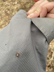 Dermacentor nuttalli