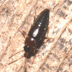 Tachinus corticinus