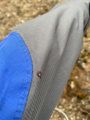 Dermacentor nuttalli