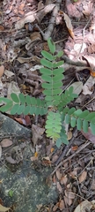 Angiospermae