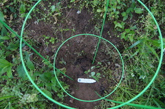 Lonicera sempervirens sempervirens