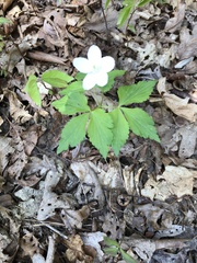 Anemonoides quinquefolia