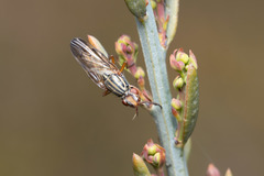 Dorycera graminum