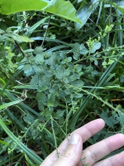 Endostemon obtusifolius