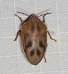 Coleotichus costatus