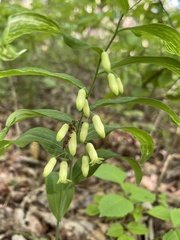 Polygonatum biflorum biflorum