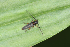 Phytoecia pustulata