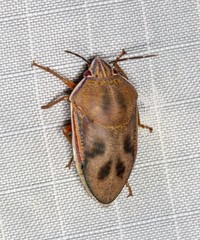 Coleotichus costatus