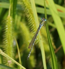 Austrolestes cingulatus