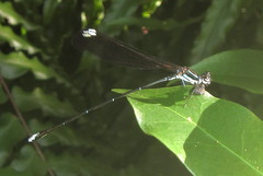 Allocnemis leucosticta