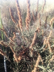 Seriphium cinereum