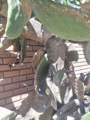 Opuntia ficus-indica