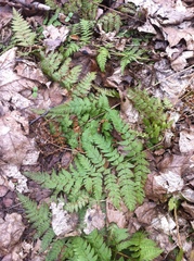 Dryopteris carthusiana