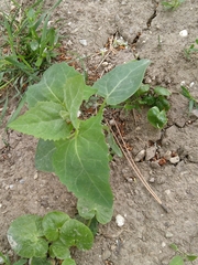 Atriplex micrantha