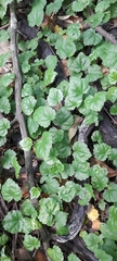 Angiospermae