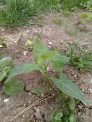 Atriplex micrantha