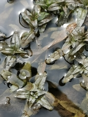 Hygrophila