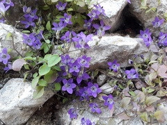 Campanula specularioides
