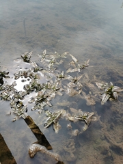 Hygrophila