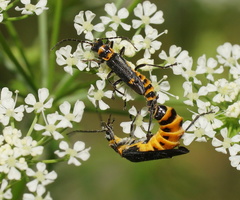 Chauliognathus fernshawensis