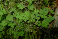 Hydrocotyle elongata