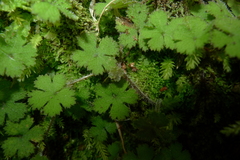 Hydrocotyle elongata