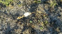 Eriospermum lanceifolium