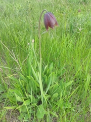 Fritillaria meleagroides