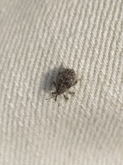 Mogulones geographicus