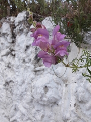 Antirrhinum majus