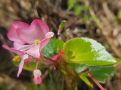Begonia semperflorens-cultorum