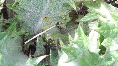 Psylliodes chalcomera