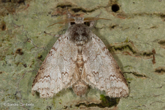 Lasiocampoidea