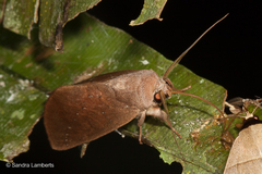 Hemiceras domingonis