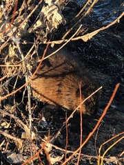 Ondatra zibethicus