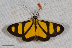 Phaeochlaena solilucis