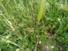 Mogulones geographicus