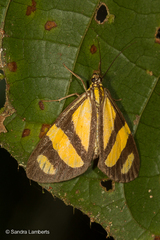 Phaeochlaena solilucis
